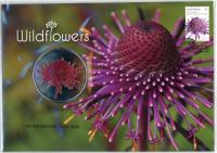Image 1 for 2015 Wildflowers - Rose Coneflower PNC