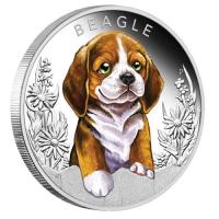 Image 2 for 2018 Tuvalu Coloured Proof Fifty Cent Puppies - Beagle
